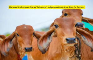 Maharashtra Declares Cow as 'Rajyamata': Indigenous Cows Are a Boon for Farmers